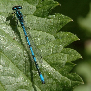 [Insects such as damselflies can be found on the site.]